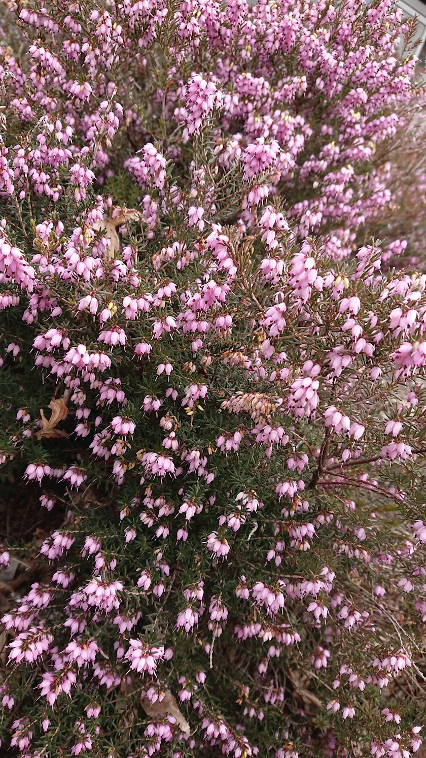 桃野 花純