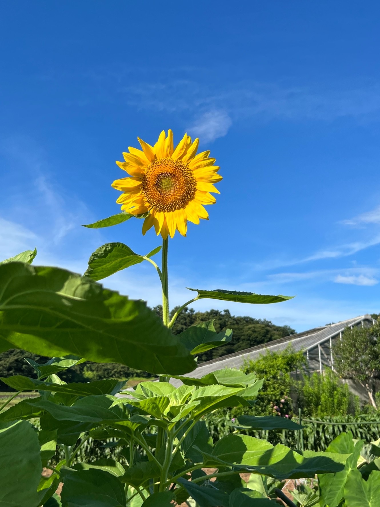 藤本 祐子ママ