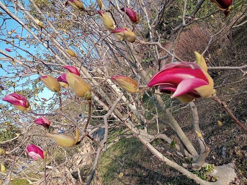 一条 ふうか