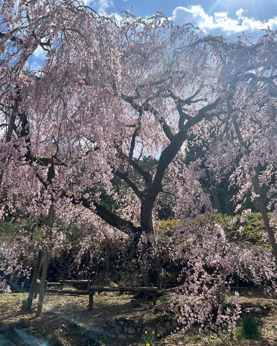 藤本 祐子ママ