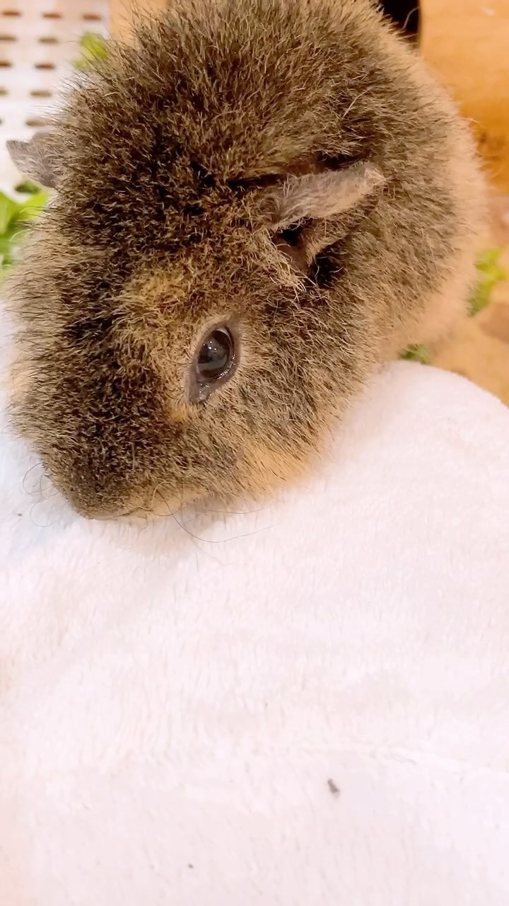 お茶の水うらん