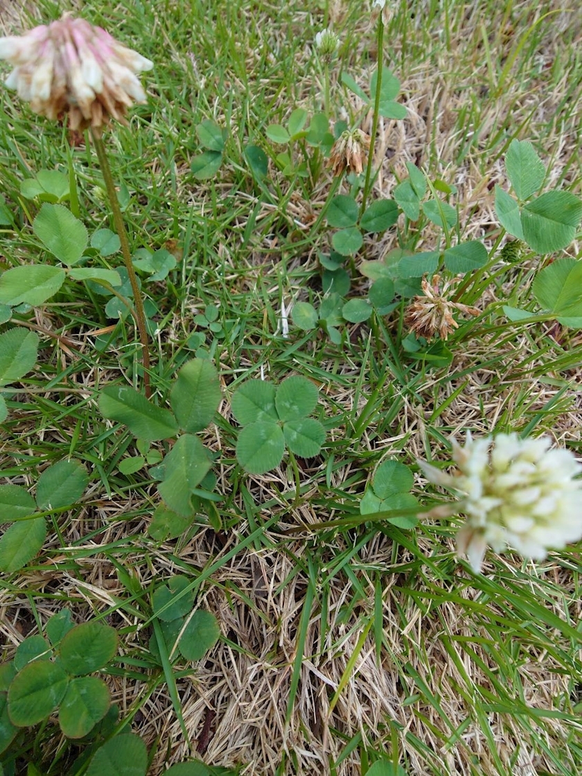 桃野 花純