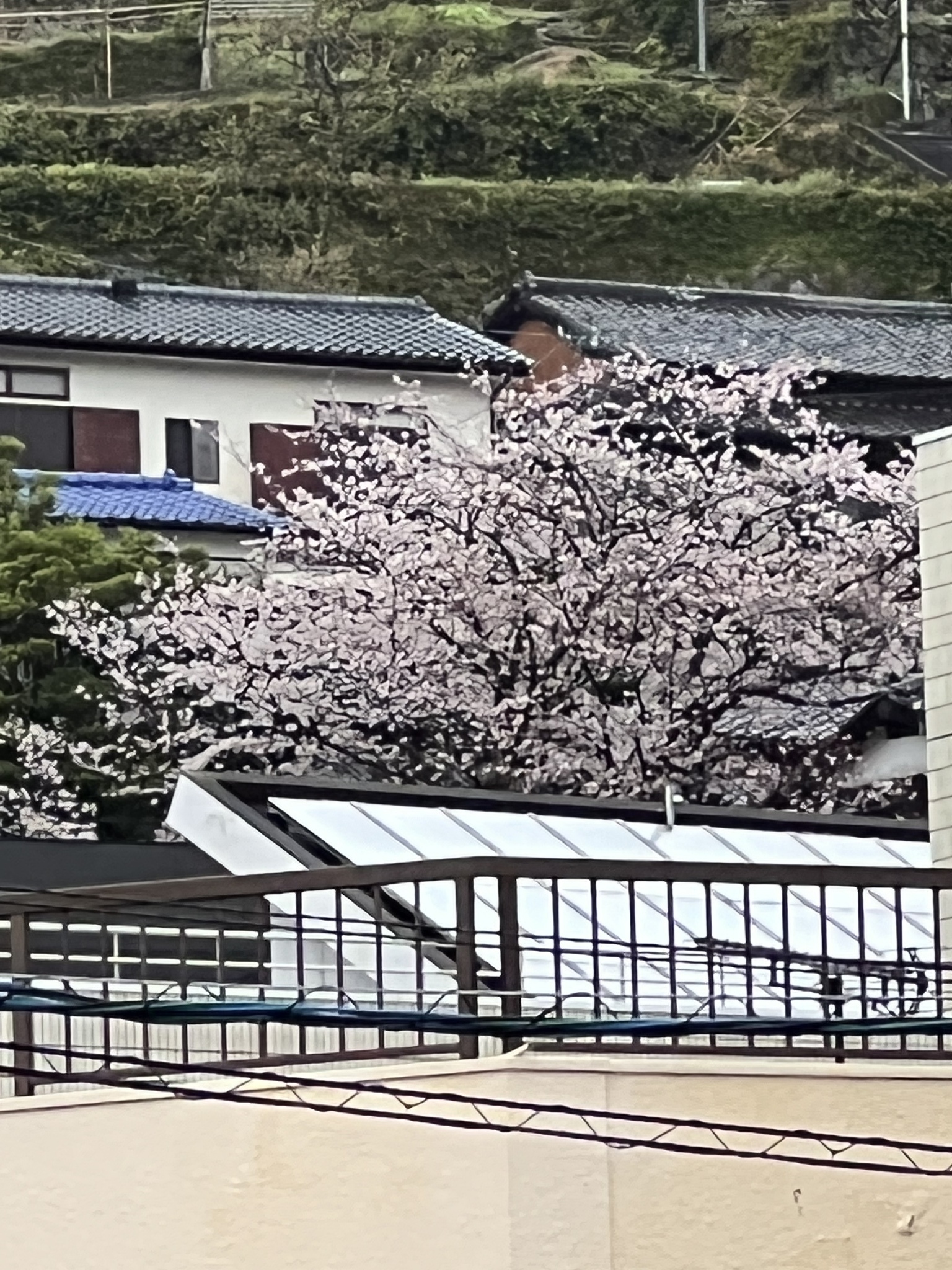 藤本 祐子ママ