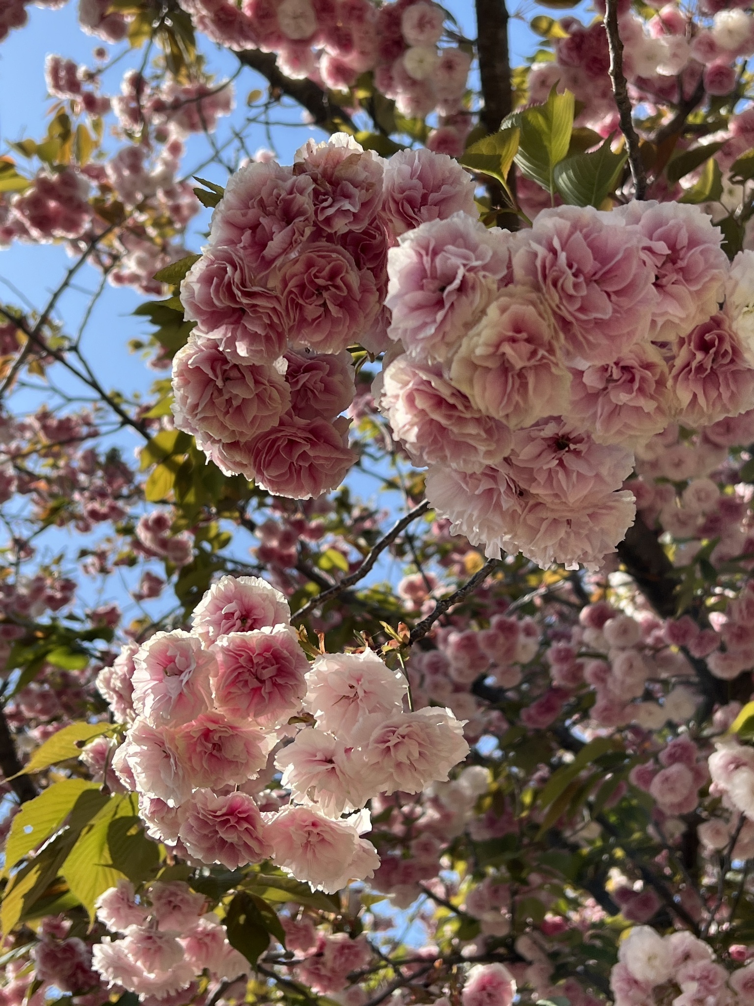 藤本 祐子ママ