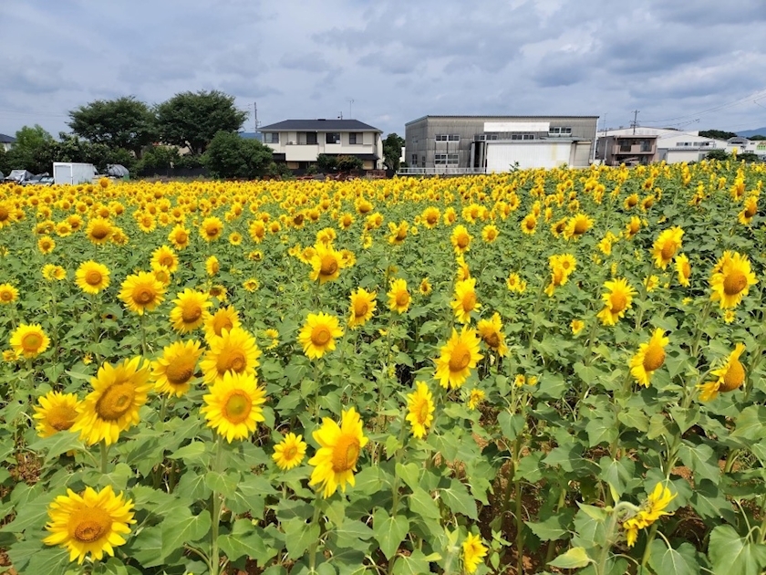 常葉 えりか