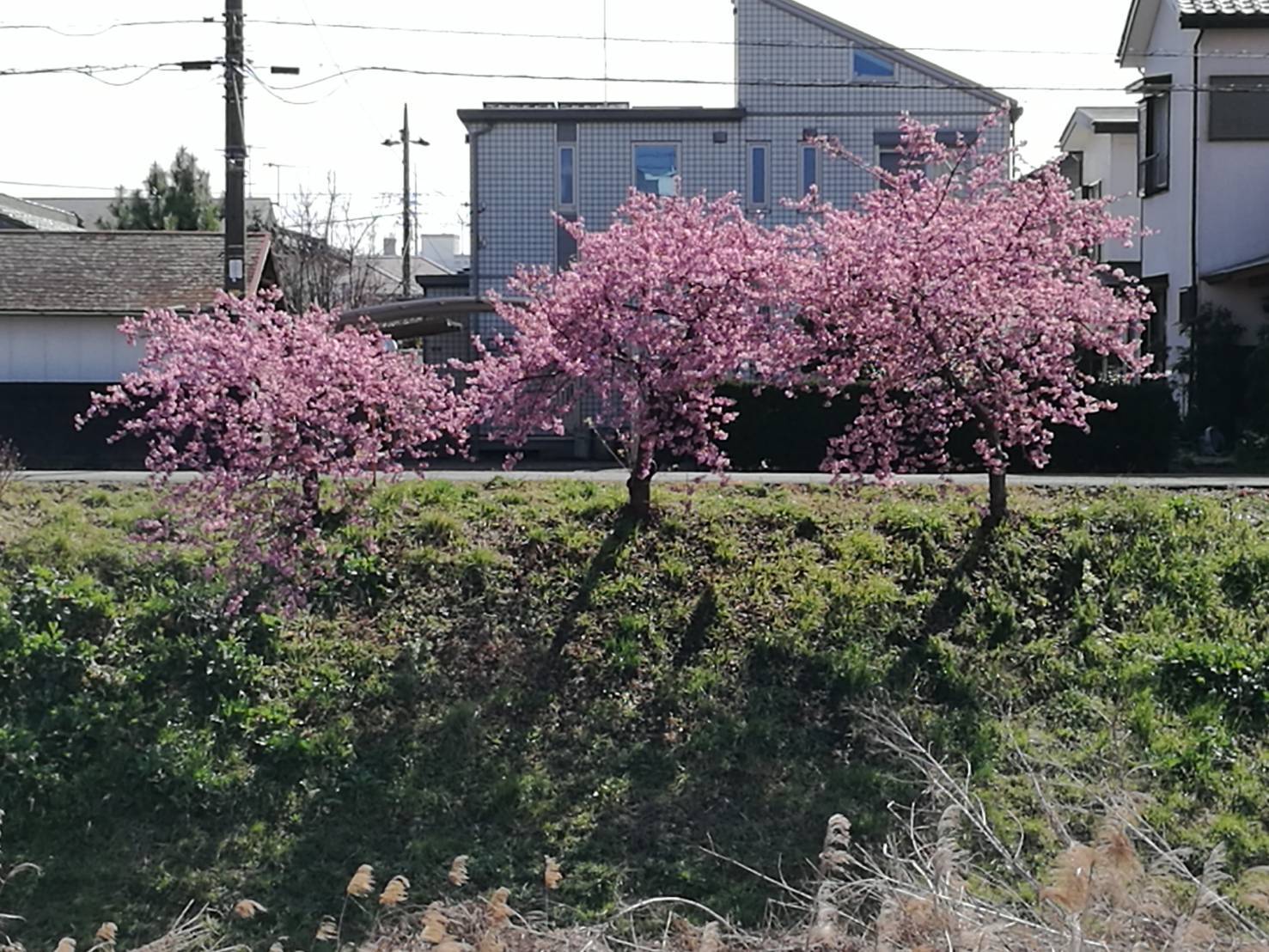 宝條 夏恋