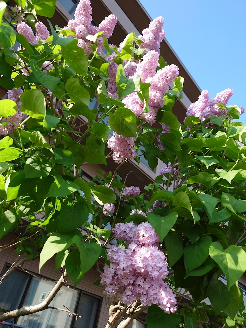 桃野 花純