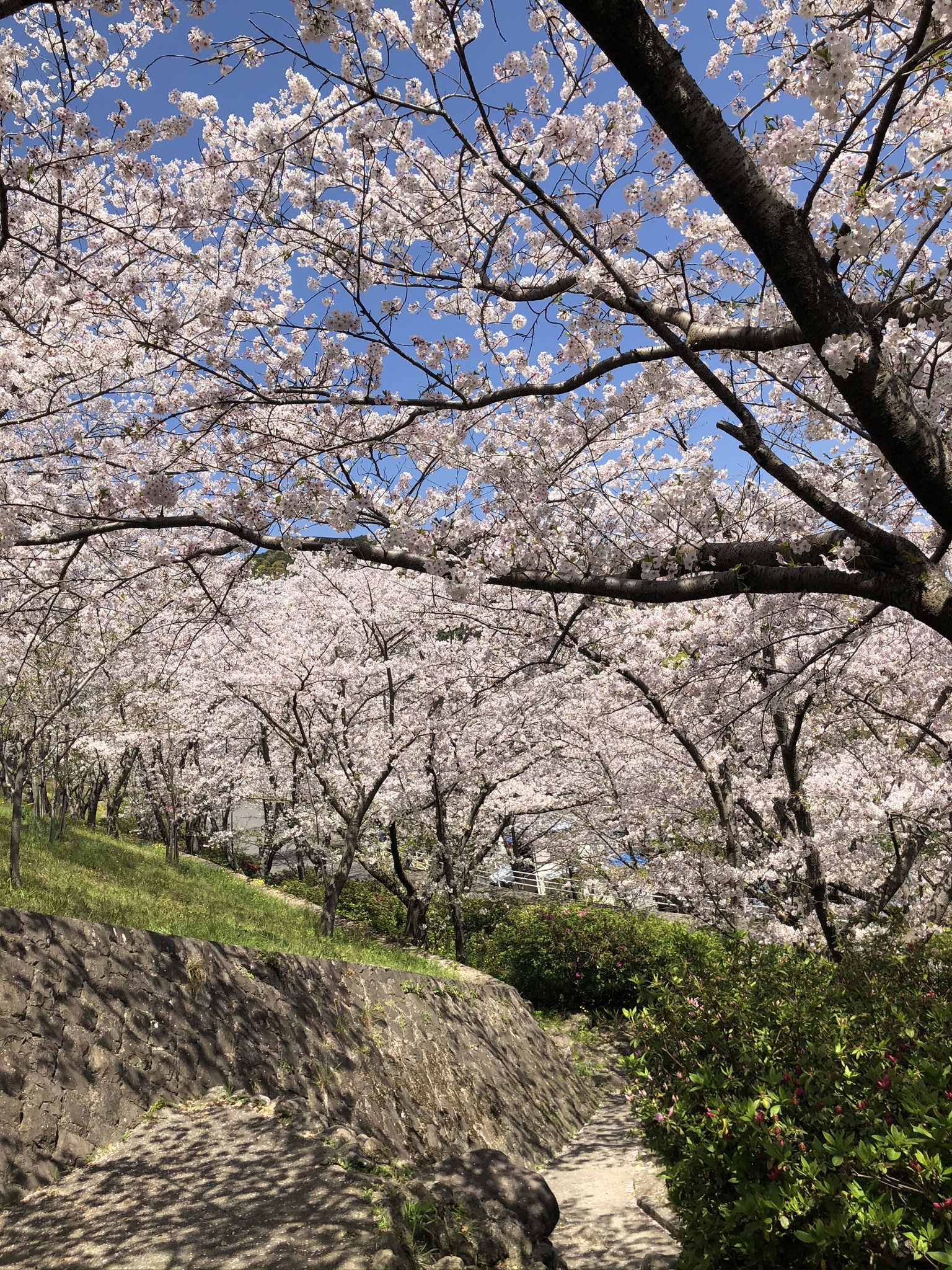 藤本 祐子ママ