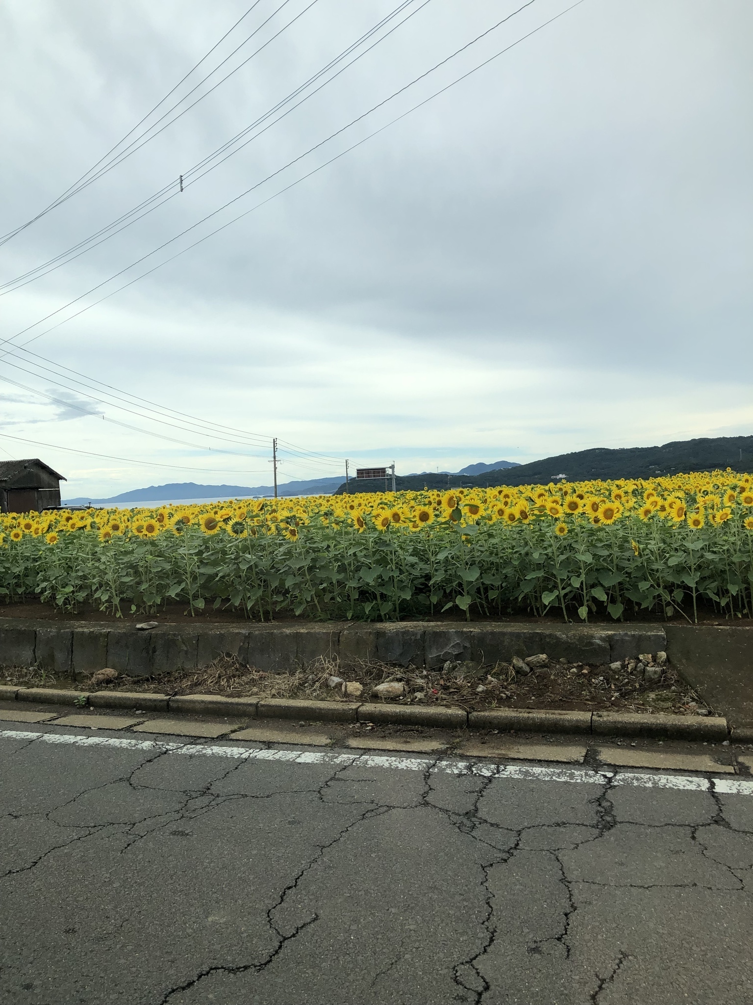 藤本 祐子ママ