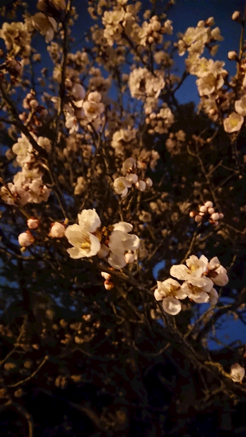 桃野 花純