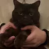 幻のシックスマン