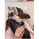 日記画像
