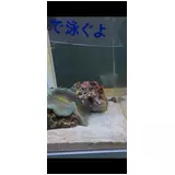 日記画像