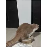 日記画像