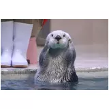 日記画像