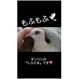 日記画像