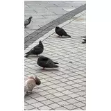 日記画像
