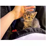 日記画像
