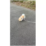 日記画像