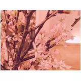 日記画像