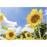 日記画像