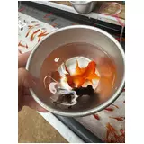 日記画像
