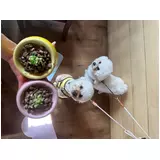 日記画像
