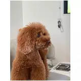 日記画像