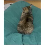 日記画像