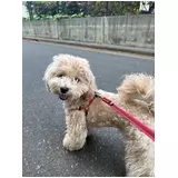 日記画像