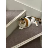日記画像