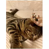日記画像