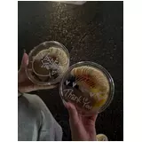 日記画像