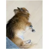 日記画像
