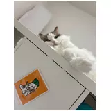 日記画像