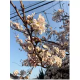 日記画像