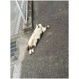 日記画像