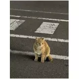 日記画像
