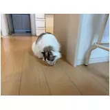 日記画像