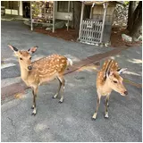 日記画像