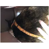 日記画像