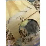 日記画像
