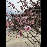 日記画像