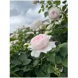 日記画像