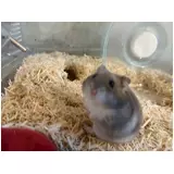 日記画像
