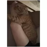 日記画像