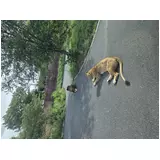 日記画像