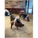 日記画像