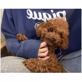 日記画像