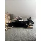 日記画像